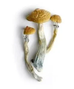 Lyophilized Goldmember