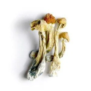 Ecuador Magic Mushrooms