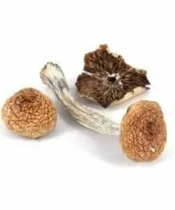 Mazatapec Magic Mushrooms